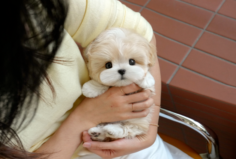 KakaoTalk_20260911_165709339.png