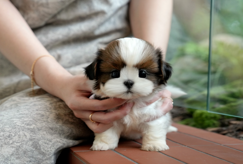 KakaoTalk_20261013_172845869.png