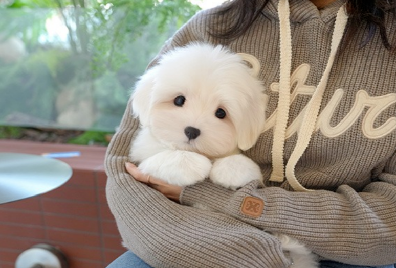 KakaoTalk_20261011_161011309.png