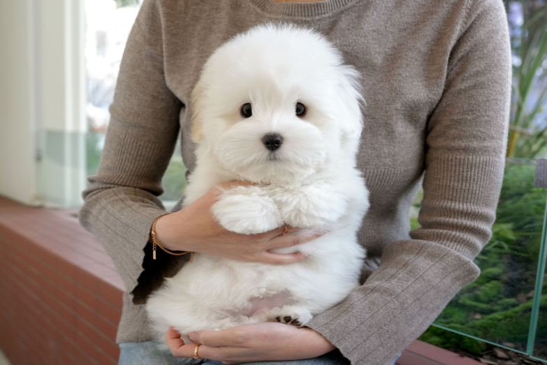 KakaoTalk_20261011_151245737.png