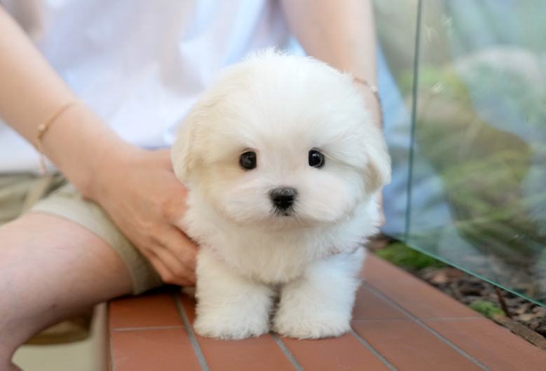 KakaoTalk_20261012_185222872.png