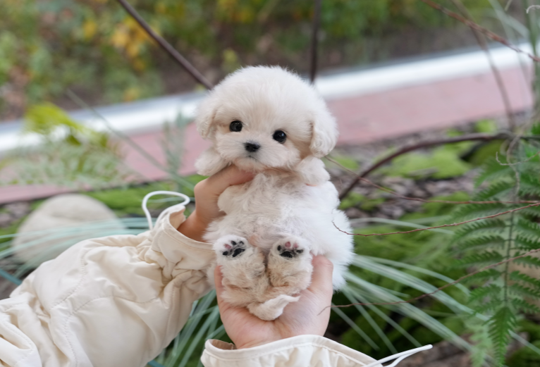 KakaoTalk_20261010_132713581.png