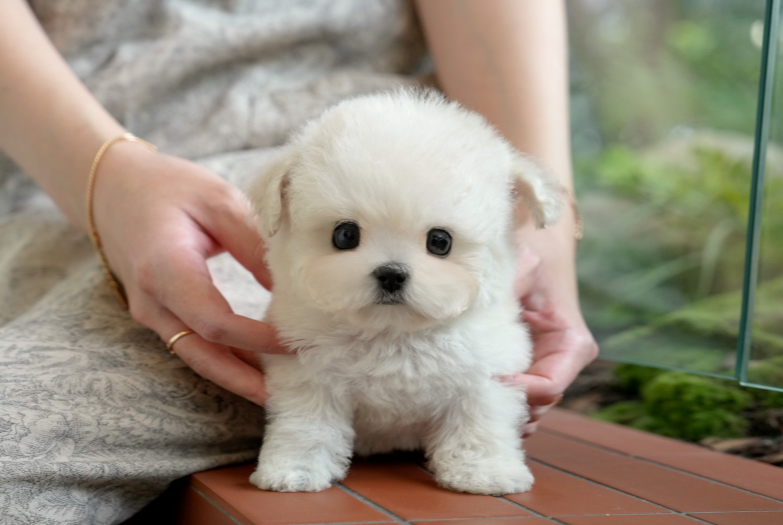 KakaoTalk_20261010_135833619.png